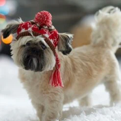 Frisco Reindeer Fair Isle Dog & Cat Pom Hat -Cat Toy Shop 358309 PT4. AC SS1800 V1661797821