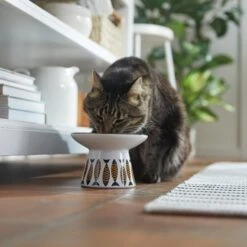 Frisco Cat Face Wide Shape Elevated Non-Skid Ceramic Cat Bowl -Cat Toy Shop 363381 PT3. AC SS1800 V1657657267