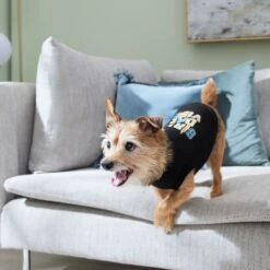 Frisco Birthday Vibe Dog & Cat T-Shirt -Cat Toy Shop 368790 PT7. AC SS1800 V1664994272