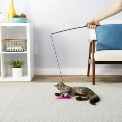 Blue Buffalo Baby Blue Savory Salmon Kitten Treats, 2-oz Bag & Frisco Bird With Feathers Teaser Wand Cat Toy With Catnip -Cat Toy Shop 501918 PT8. AC SS1800 V1648516909