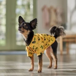 Frisco Safari Zebra Dog & Cat Shirt -Cat Toy Shop 555566 PT7. AC SS1800 V1675099388