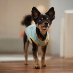 Frisco Just Another Day In Paradise Dog & Cat T-Shirt -Cat Toy Shop 556406 PT5. AC SS1800 V1675099506