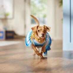 Frisco Beach Vibes Dog & Cat Dress -Cat Toy Shop 556934 PT5. AC SS1800 V1675280724