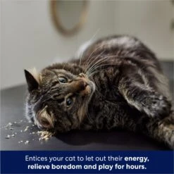 Frisco Natural Catnip & Frisco Bird With Feathers Teaser Wand Cat Toy With Catnip 14 Frisco Natural Catnip & Frisco Bird With Feathers Teaser Wand Cat Toy With Catnip -Cat Toy Shop 630198 PT5. AC SS1800 V1683212199