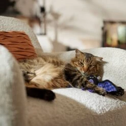 Frisco Halloween Cutie Bat Plush Cat Toy With Catnip -Cat Toy Shop 668038 PT3. AC SS1800 V1689271242