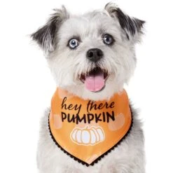 Frisco Hey There Pumpkin Dog & Cat Bandana -Cat Toy Shop 706374 PT2. AC SS1800 V1690478413