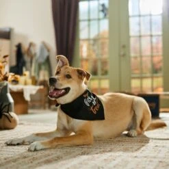 Frisco Trick Or Treat Dog & Cat Bandana -Cat Toy Shop 706398 PT5. AC SS1800 V1689282516