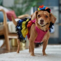Frisco Ruffle Party Dog & Cat Dress + Headpiece -Cat Toy Shop 707350 PT7. AC SS1800 V1689341466