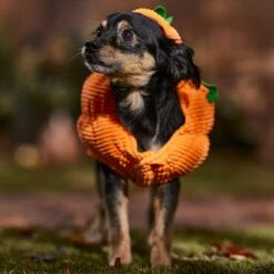 Frisco Pumpkin Ball Dog & Cat Costume -Cat Toy Shop 708902 PT7. AC SS1800 V1689282553