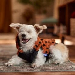 Frisco Dotted Dog & Cat Hoodie -Cat Toy Shop 718326 PT7. AC SS1800 V1692375977