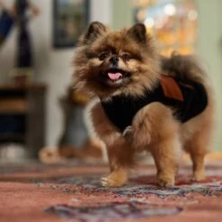 Frisco Light Weight Leopard Print Lined Fleece Dog & Cat Vest -Cat Toy Shop 720694 PT7. AC SS1800 V1692378099