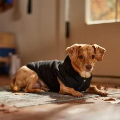 Frisco Quilted Fleece Dog & Cat Pullover Hoodie -Cat Toy Shop 721030 PT7. AC SS1800 V1692378399