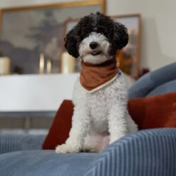 Frisco Reversible Cozy Knit Faux Fur Dog & Cat Pullover Bandana -Cat Toy Shop 733918 PT6. AC SS1800 V1692378160