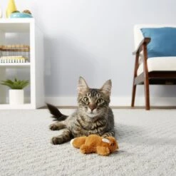 Hartz Delectables Squeeze Up Variety Pack Lickable Cat Treats & Frisco Squirrel Plush Cat Toy With Refillable Catnip -Cat Toy Shop 737422 PT7. AC SS1800 V1670877670