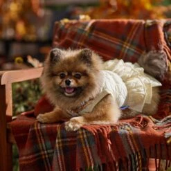 Frisco Medium Weight Quilted Ruffle Tiered Dog & Cat Dress -Cat Toy Shop 744262 PT7. AC SS1800 V1693401666