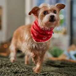 Frisco Reversible Candy Cane Cozy Knit Faux Fur Dog & Cat Pullover Bandana, 1 Count -Cat Toy Shop 745294 PT6. AC SS1800 V1694794121