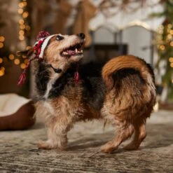 Frisco Nordic Pawprint Dog & Cat Hat -Cat Toy Shop 746782 PT5. AC SS1800 V1694799891