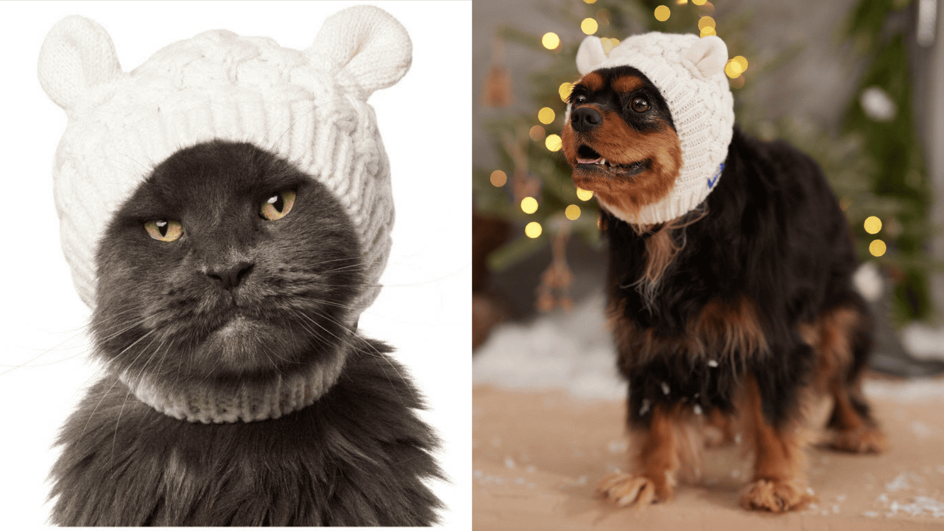 Cat Toy Shop -Cat Toy Shop BeautyPlus Collage 2025 08 28T10 43 25 1