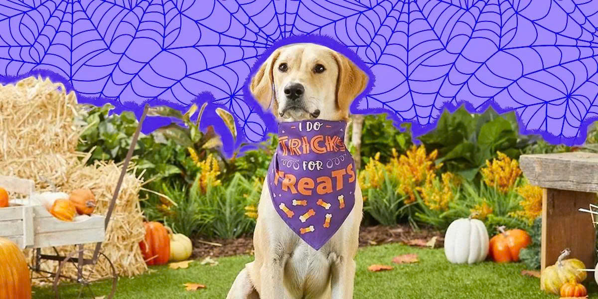 Cat Toy Shop -Cat Toy Shop z6953834961762 b9b7eff9a0b76ebd3f621d02e0d03d37